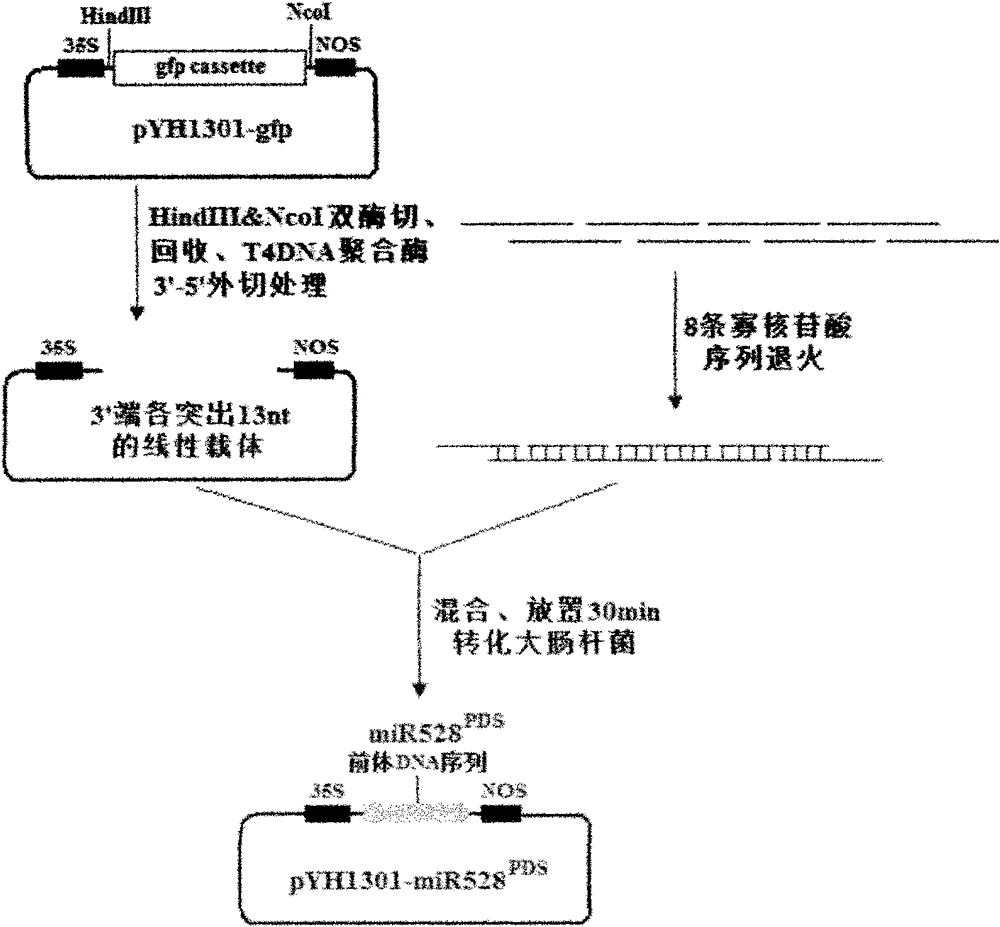 Method for constructing RNA (Ribonucleic Acid) interference vector by directly annealing multi-primers