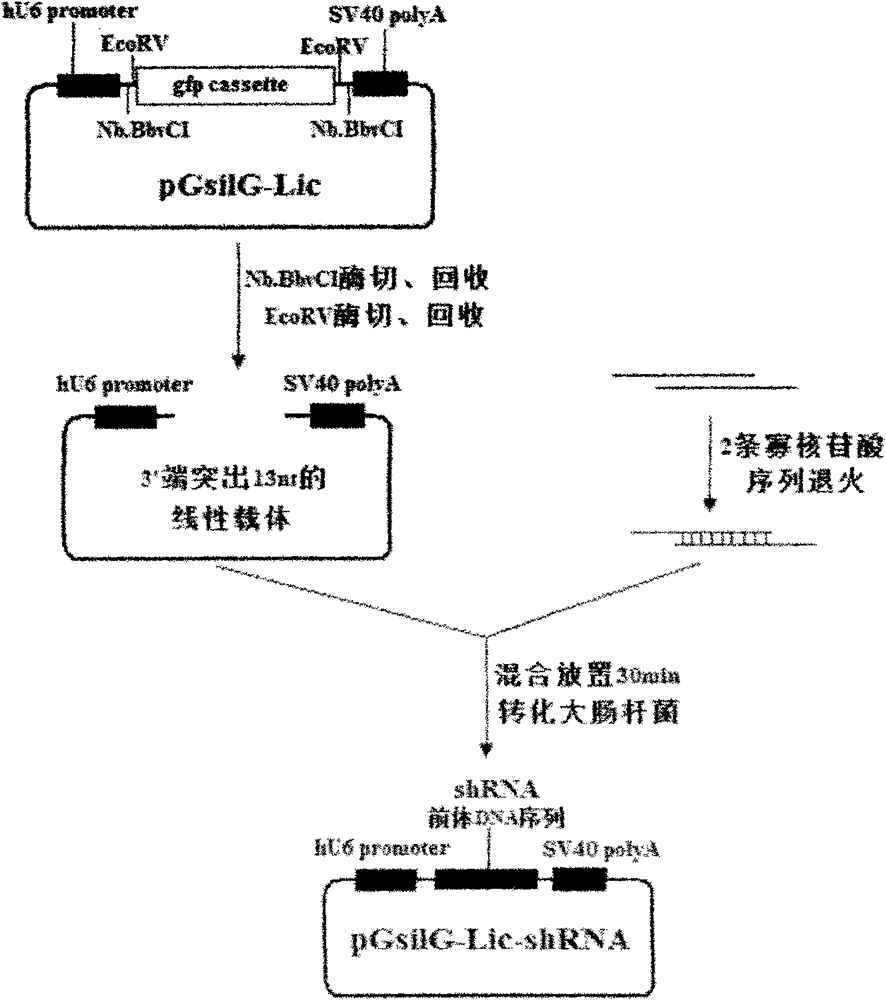 Method for constructing RNA (Ribonucleic Acid) interference vector by directly annealing multi-primers