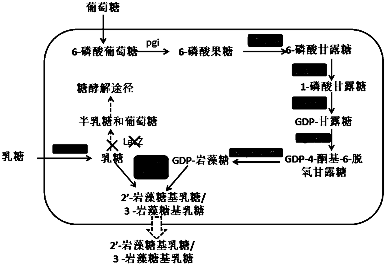 Recombinant expression plasmid vector for producing fucose-based lactose, metabolic engineering bacteria, and production method