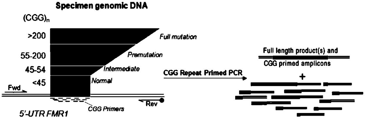 Fragile X syndrome FMR1 gene detection primer, kit and detection method