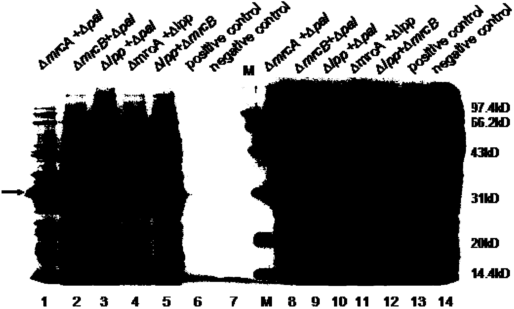 Construction method for double-gene mutation escherichia coli used for secretory expression of recombinant protein