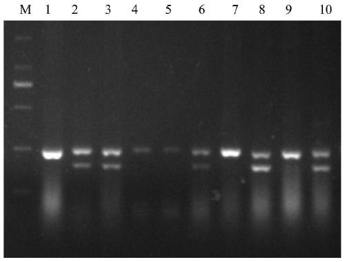 MdARF3 gene promoter deletion fragment and application thereof in malus plant dwarf detection