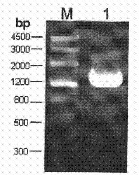 Genetic engineering bacterium of Gluconobacter oxydans (G.oxydans) and application thereof