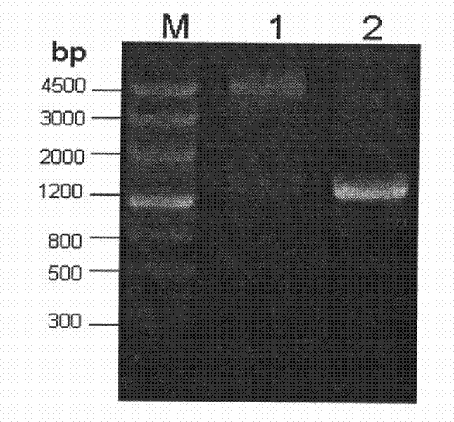 Genetic engineering bacterium of Gluconobacter oxydans (G.oxydans) and application thereof