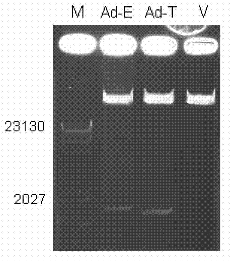 Gene drug for combined treatment on tumors, and use thereof