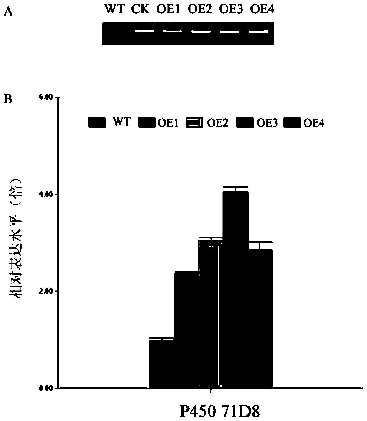 The function of p45071d8 affecting rice plant architecture and salt stress tolerance and its application