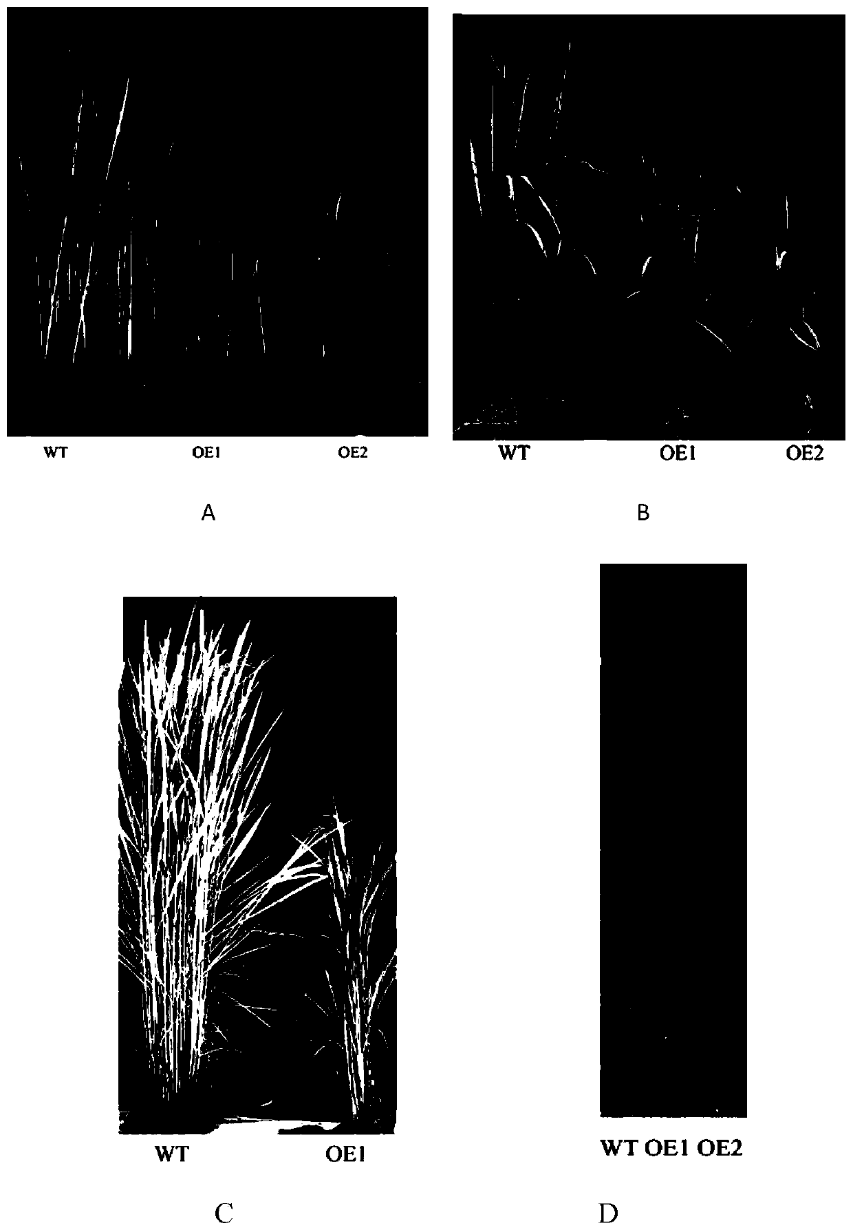 The function of p45071d8 affecting rice plant architecture and salt stress tolerance and its application