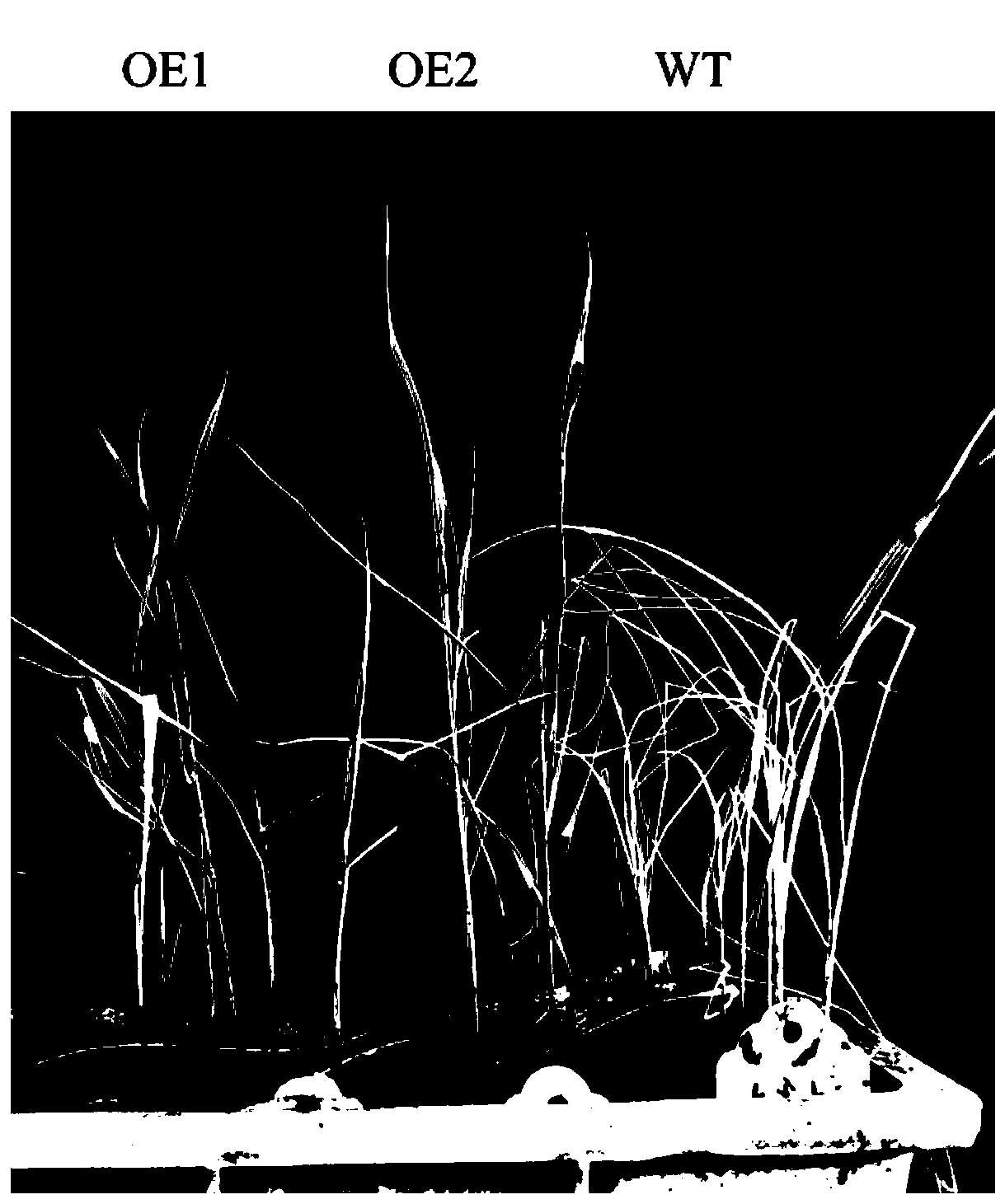 The function of p45071d8 affecting rice plant architecture and salt stress tolerance and its application