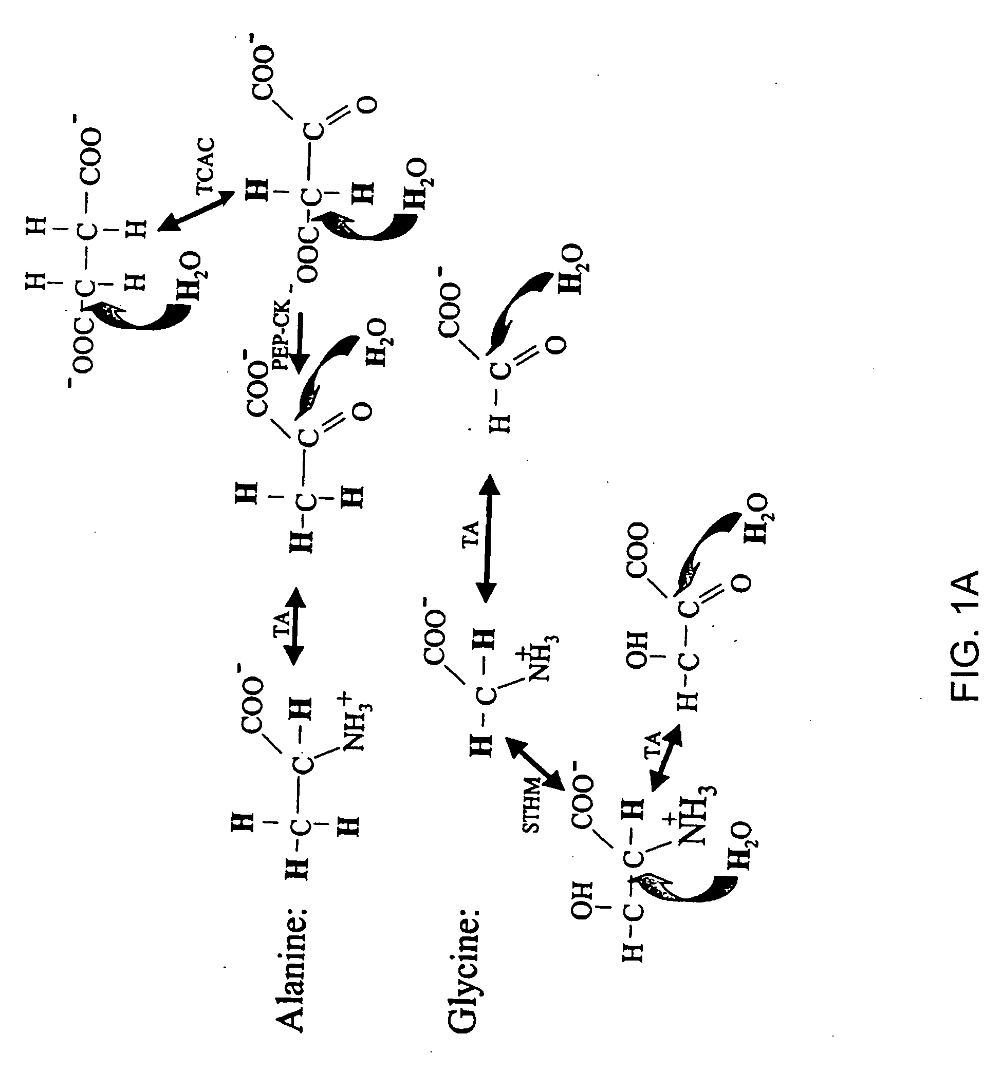 Methods for comparing relative flux rates of two or more biological molecules in vivo through a single protocol