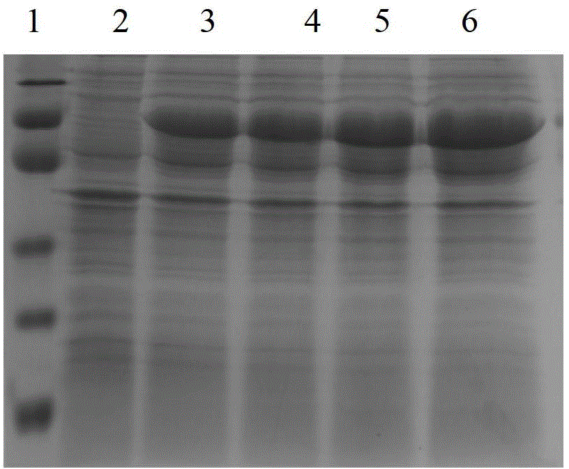 Mycobacterium tuberculosis specific fusion protein as well as preparation and application of mycobacterium tuberculosis specific fusion protein