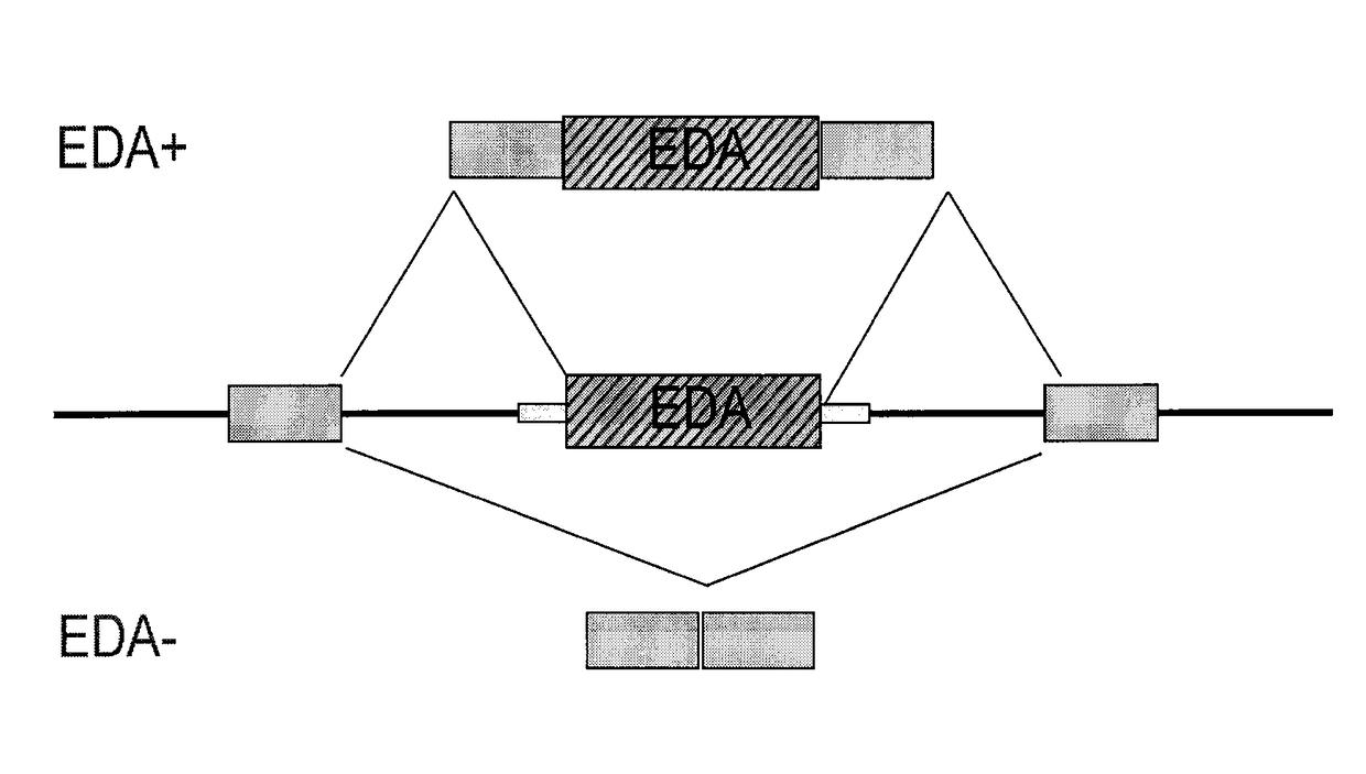 Antisense compounds targeting genes associated with fibronectin