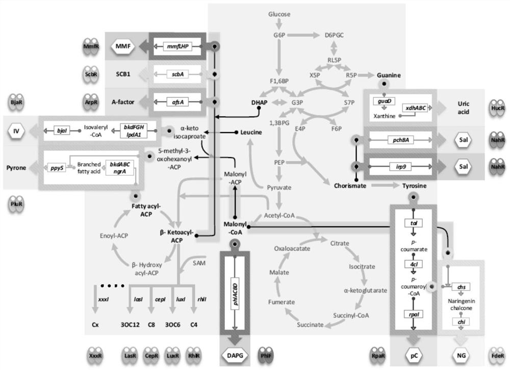 Artificial design and application of intercellular communication system