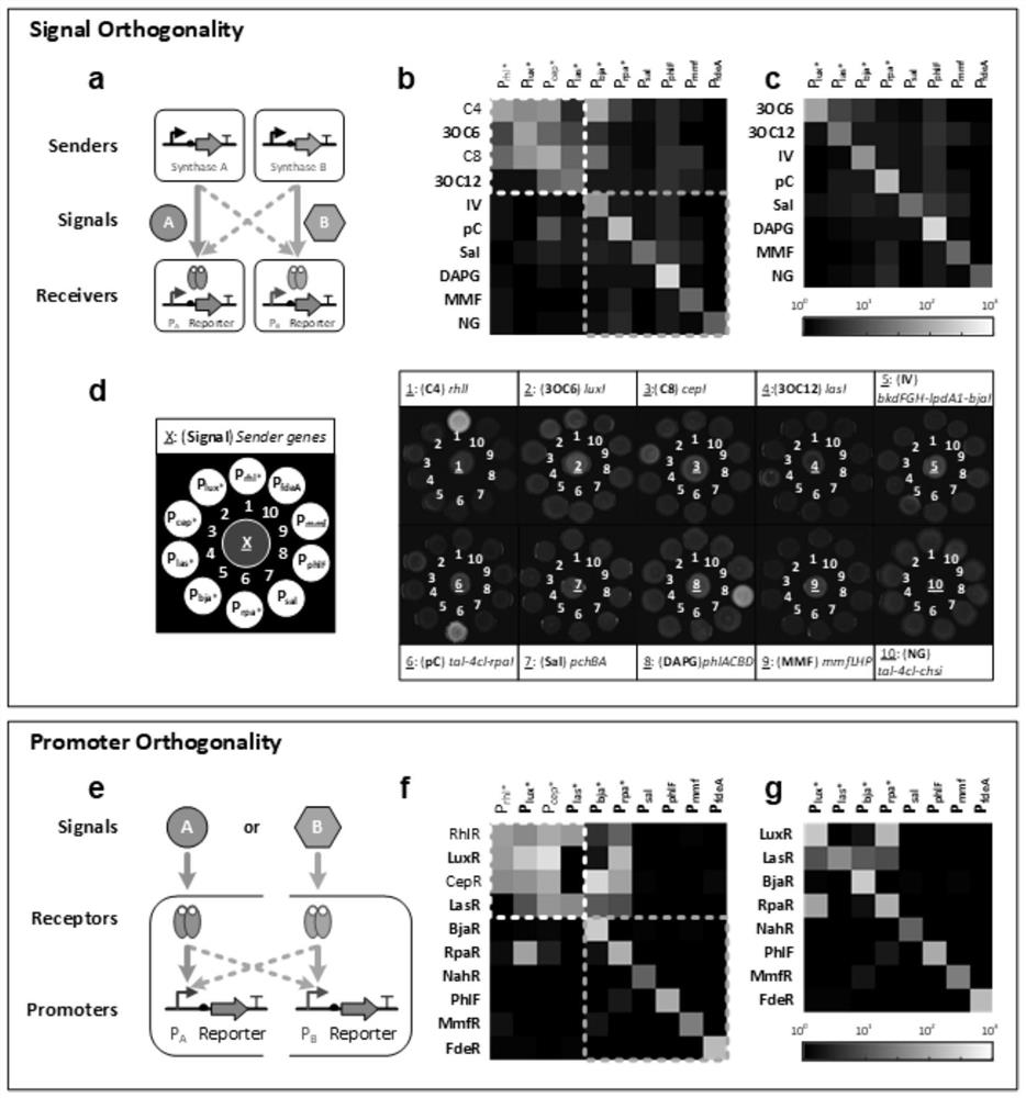 Artificial design and application of intercellular communication system