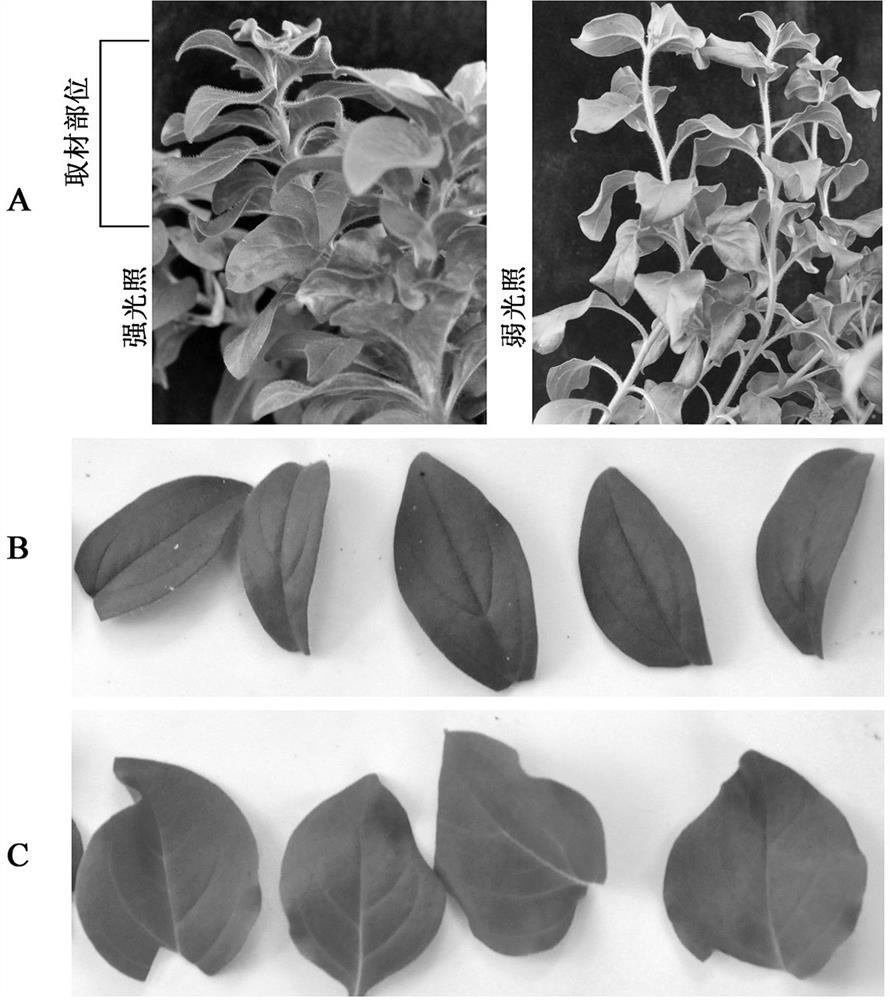 Tissue culture method for improving genetic transformation efficiency of petunia hybrida