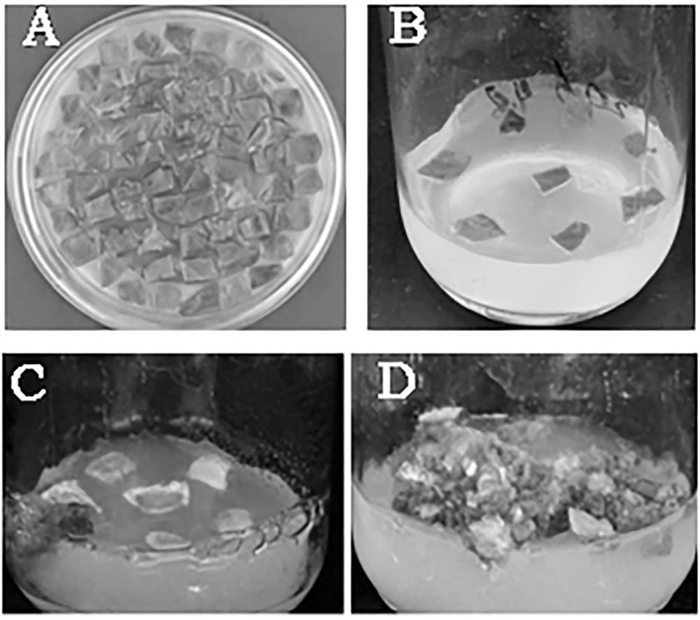 Tissue culture method for improving genetic transformation efficiency of petunia hybrida