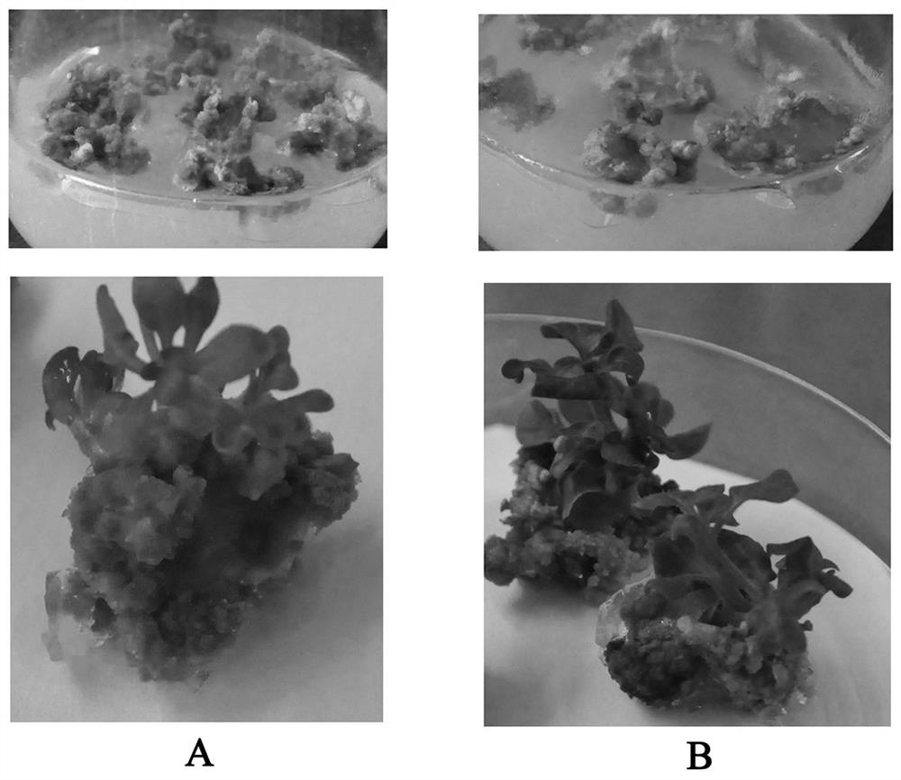 Tissue culture method for improving genetic transformation efficiency of petunia hybrida