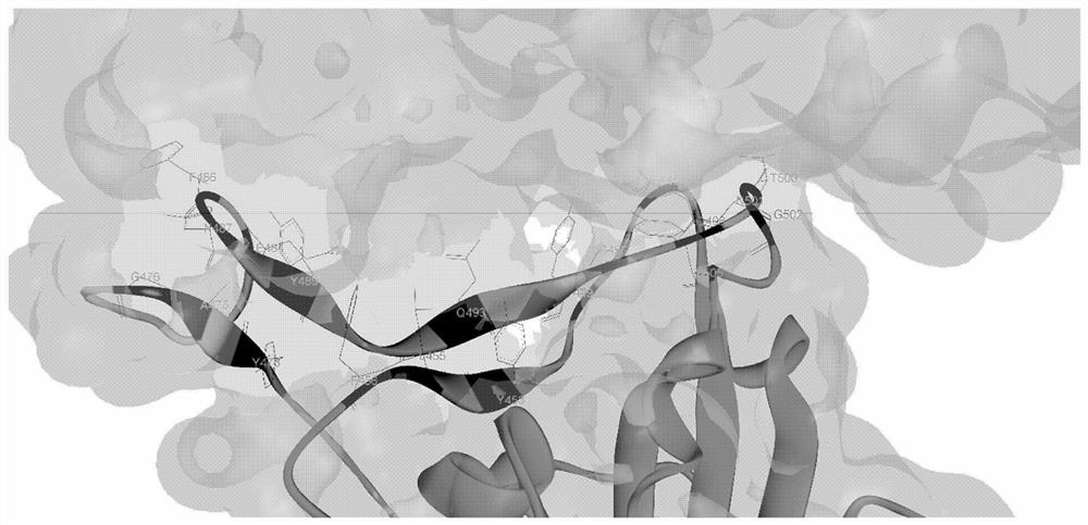 Tandem epitope polypeptide vaccine of novel coronavirus and application thereof