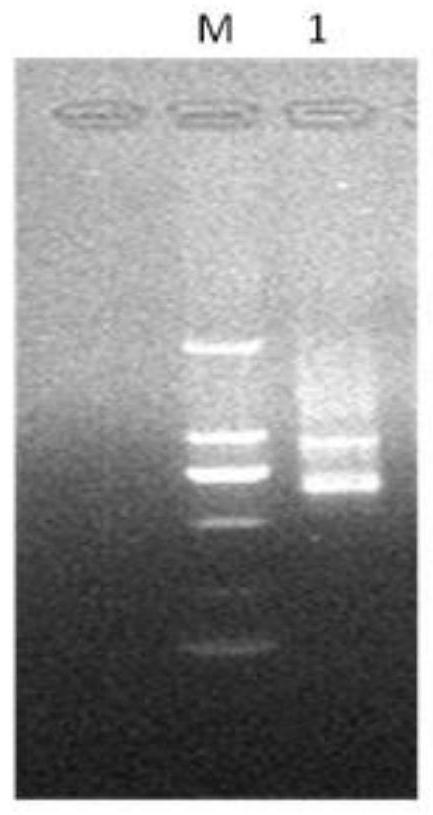 Nano antibody for broad-spectrum recognition of Salmonella, recombinant vector, host cell and application of nano antibody