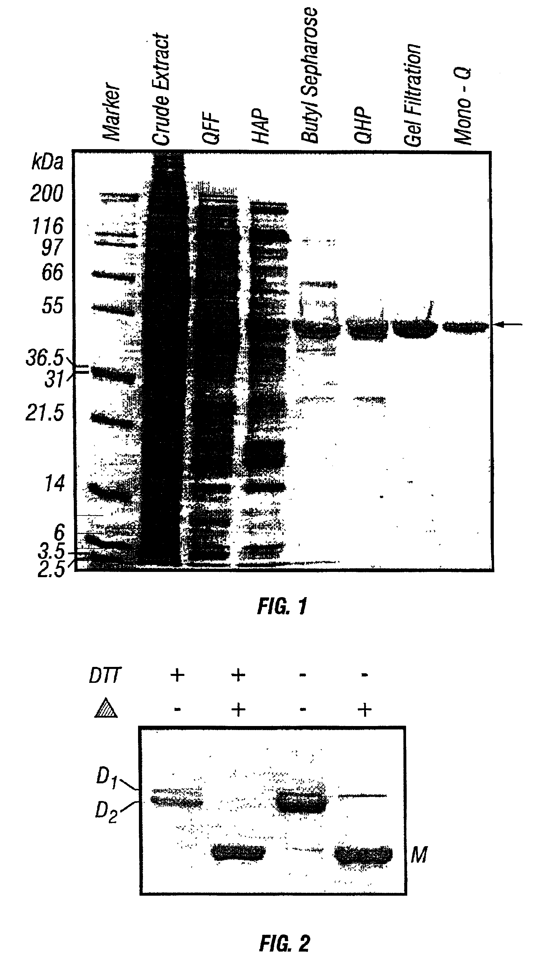 Thermostable peptidase