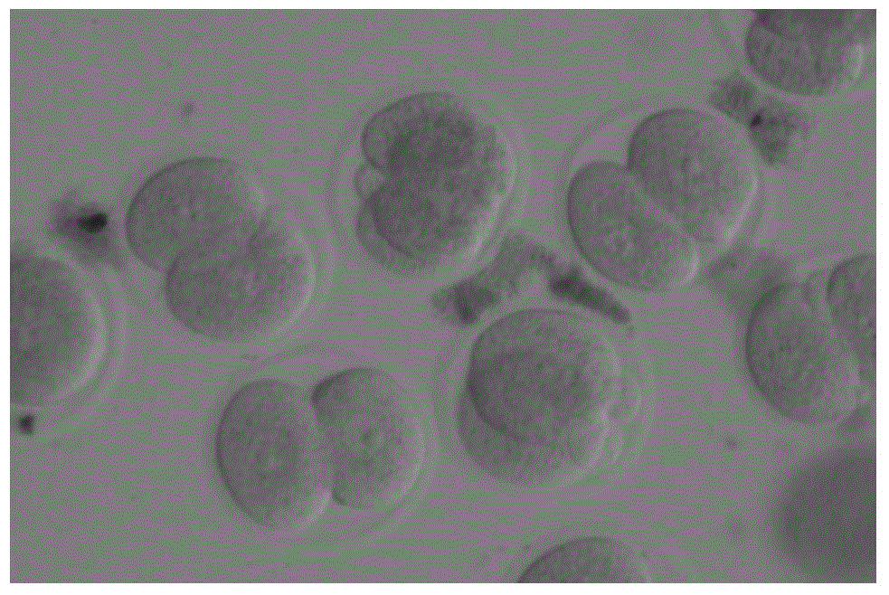 Micron-sized biological material paraffin sectioning method