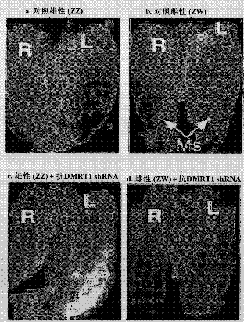 Sex-determination and methods of specifying same