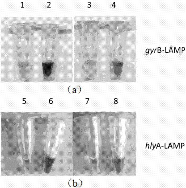 Closed-tube visualized LAMP (loop-mediated isothermal amplification) detection method for Aermonas hydrophila sourced from Anguilla spp.