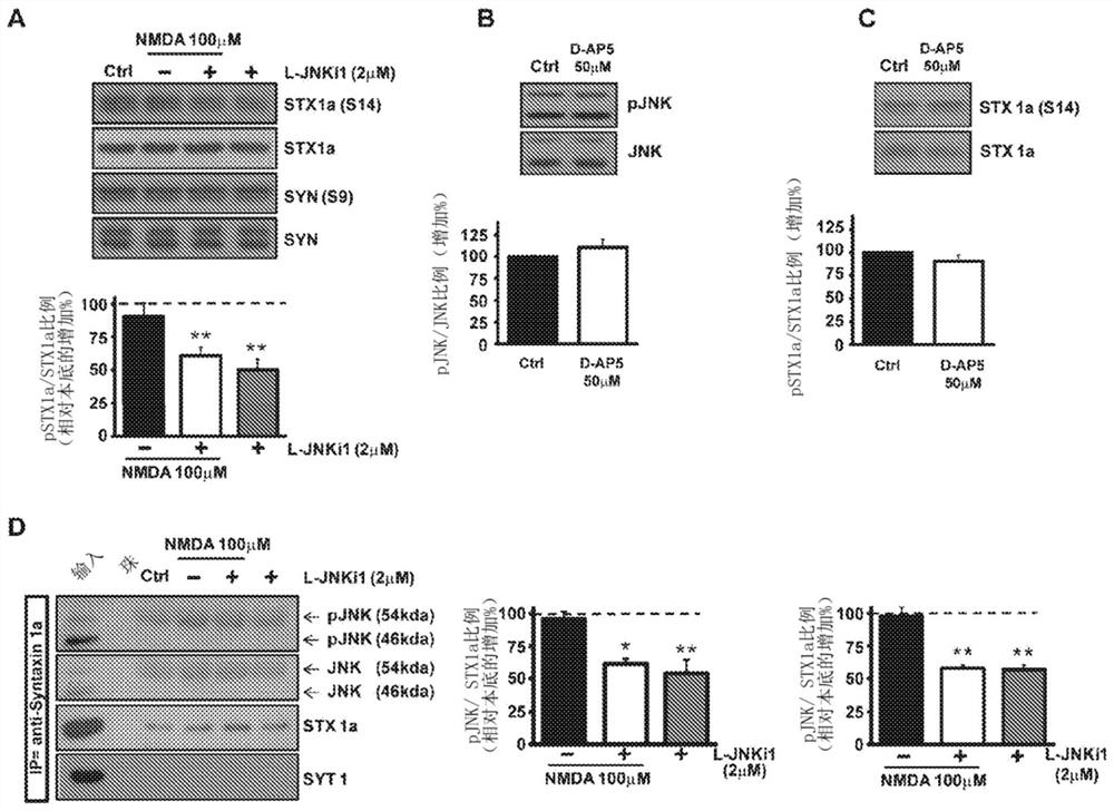 A cell-permeable peptide system for the treatment of diseases caused by glutamate excitotoxicity