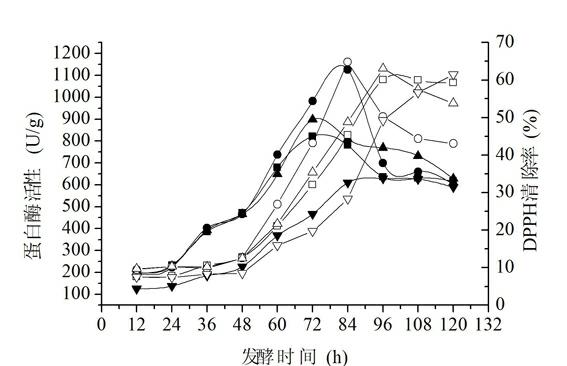 Method for preparing antioxidant polypeptide by solid fermentation of acanthogobius hasta muscle protein