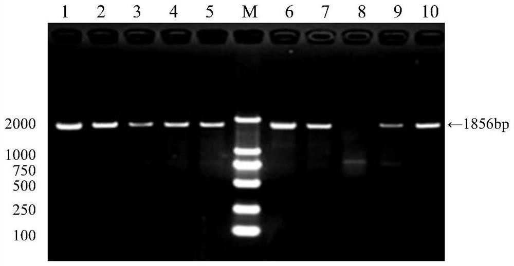 Expression method of recombinant duck type 3 adenovirus fiber-2 gene