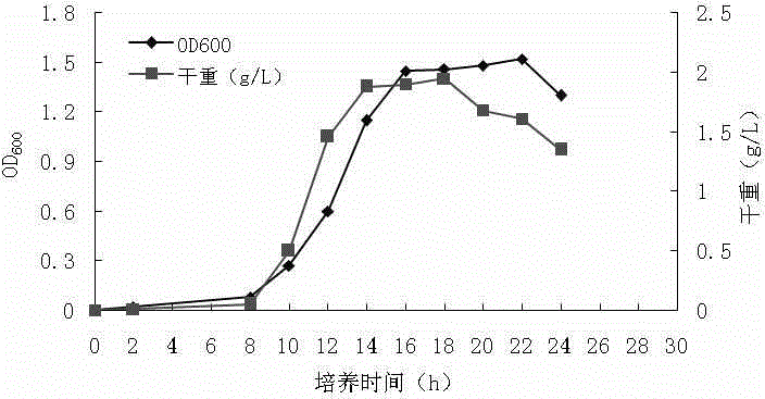 Method for preparing theanine by biological process