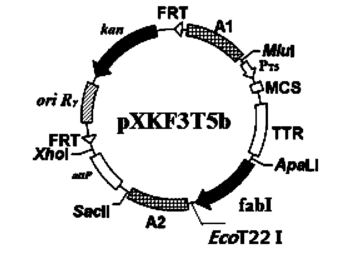 Construction method of gene engineering strain without plasmid and antibiotic resistance screening marker