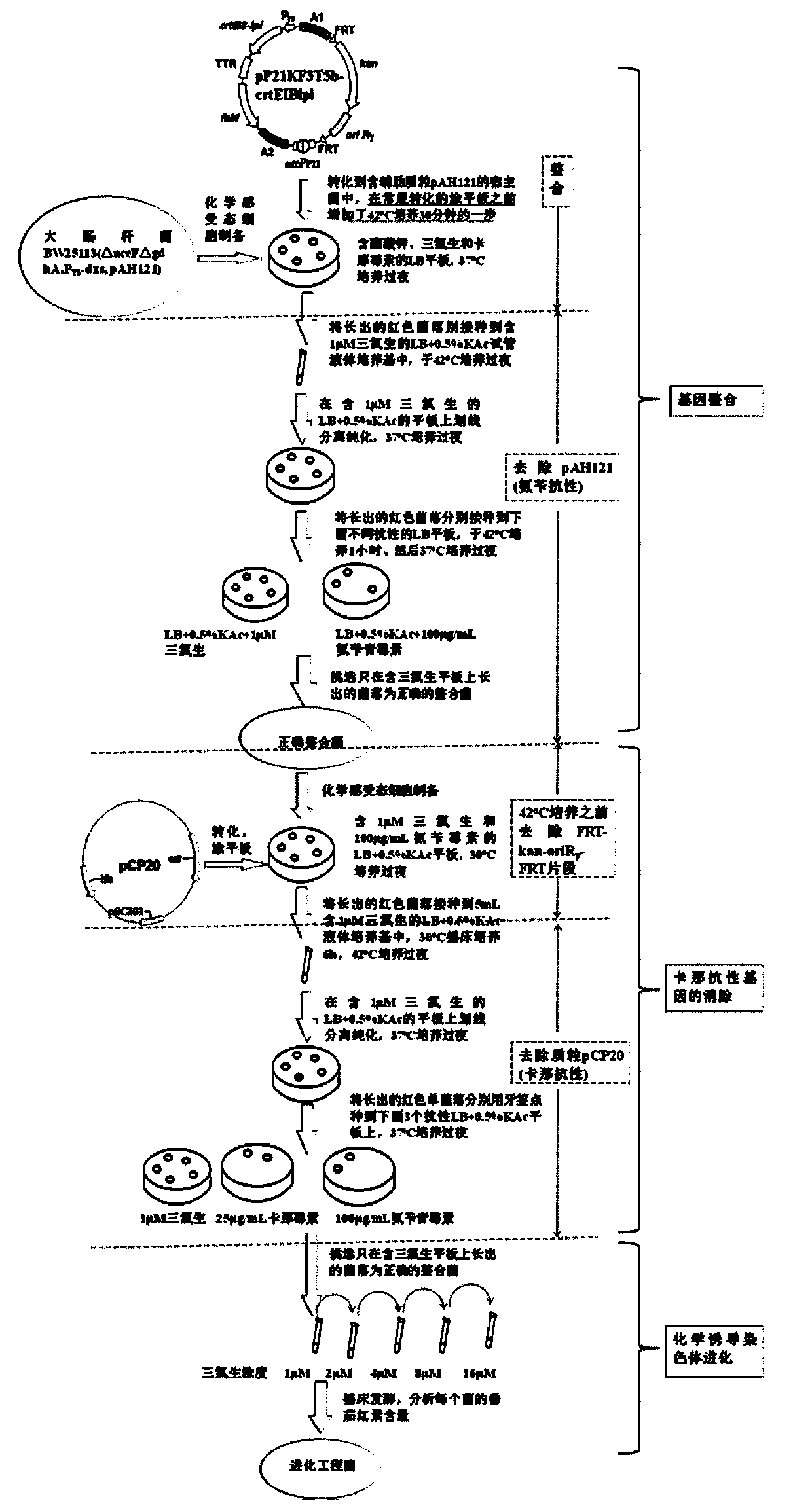 Construction method of gene engineering strain without plasmid and antibiotic resistance screening marker