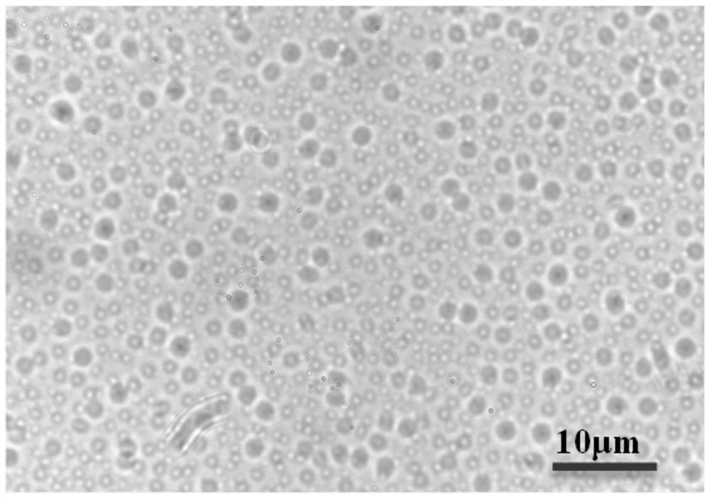 Preparation method and application of microcapsule burst bead