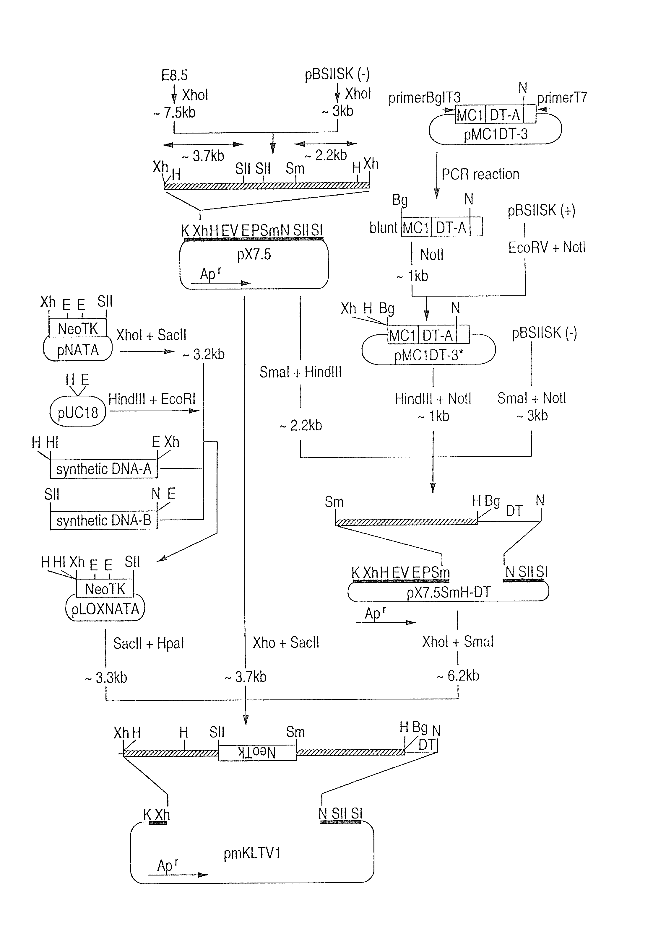 Novel polypeptide, novel DNA and novel antibody