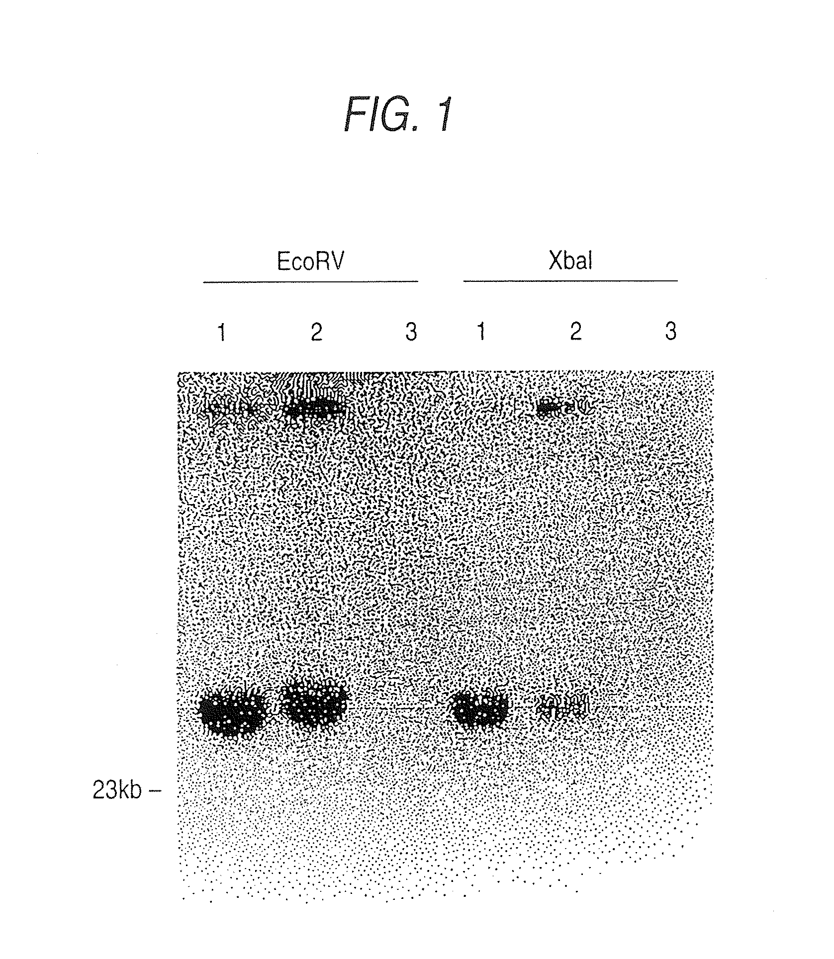 Novel polypeptide, novel DNA and novel antibody