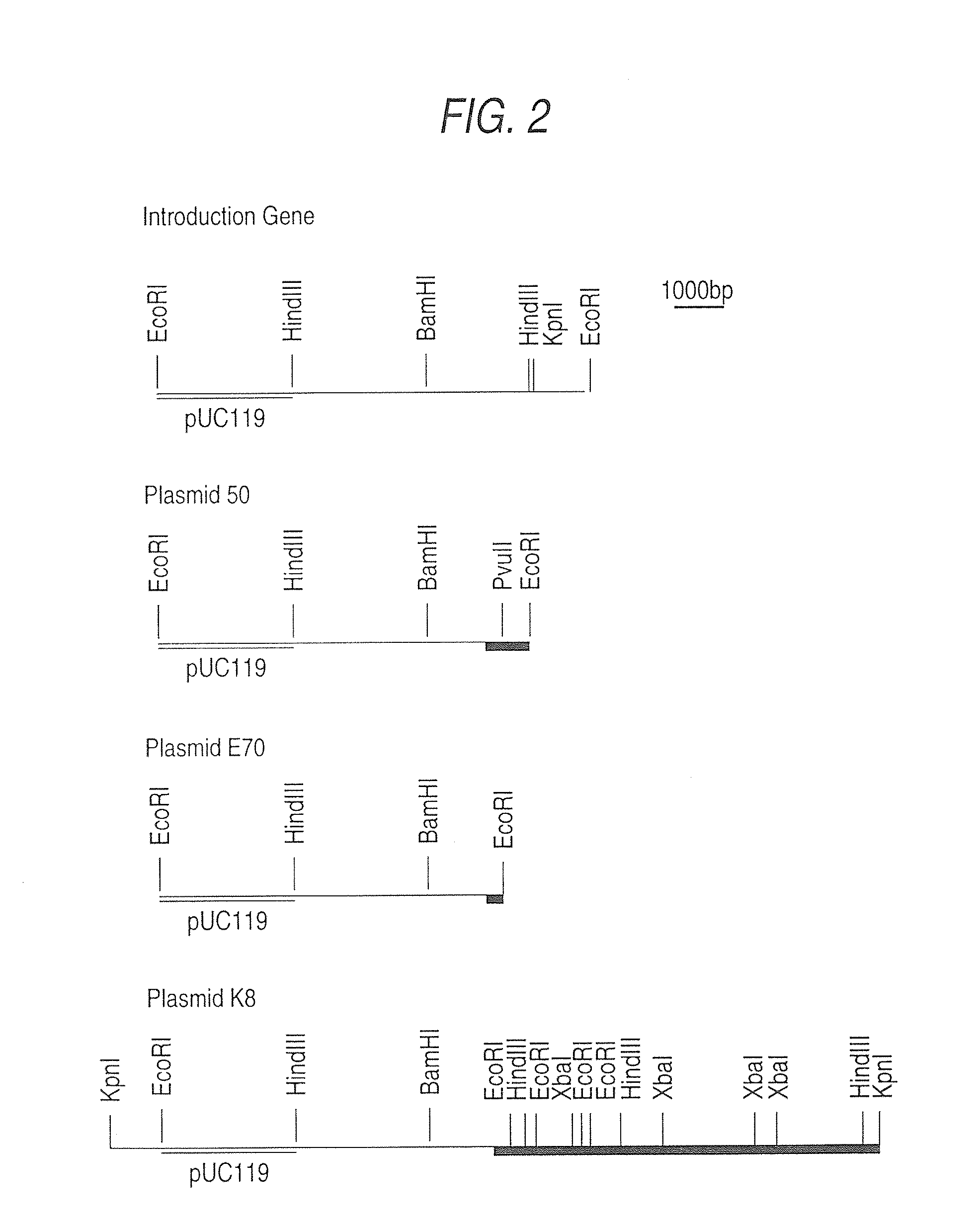 Novel polypeptide, novel DNA and novel antibody