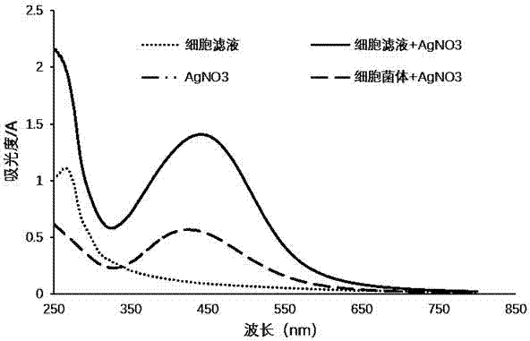 Silver nanometer material and biological preparation method and application thereof