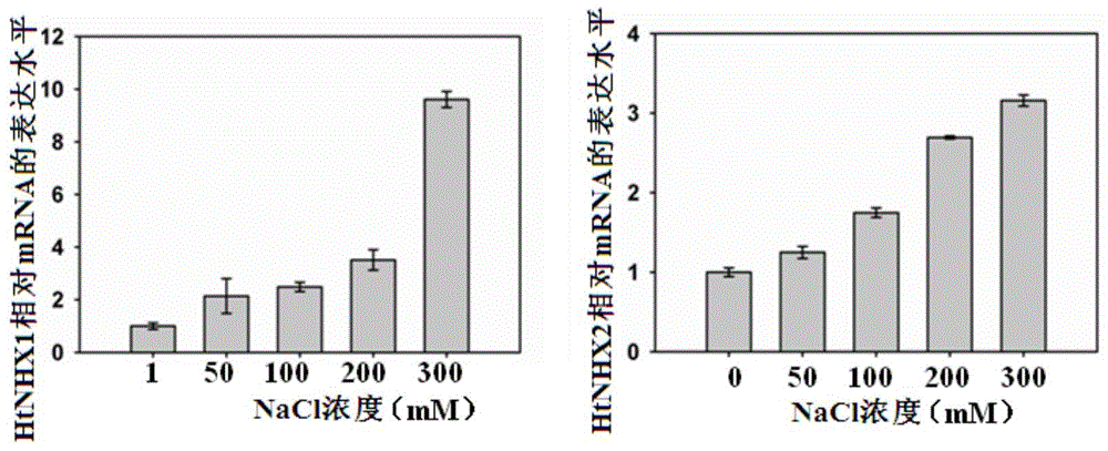 Helianthus tuberosus L. Na&lt;+&gt;/H&lt;+&gt; reverse transport protein genes HtNHX1 and HtNHX2 and use thereof