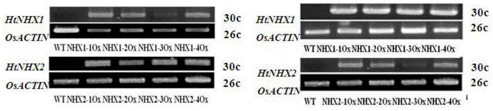 Helianthus tuberosus L. Na&lt;+&gt;/H&lt;+&gt; reverse transport protein genes HtNHX1 and HtNHX2 and use thereof