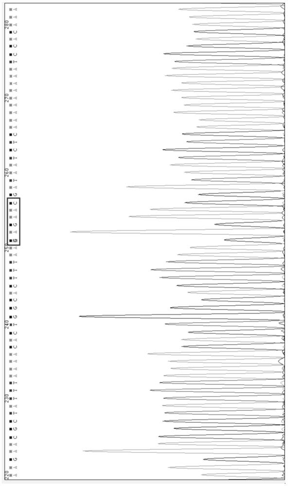 Application of a nucleic acid molecule