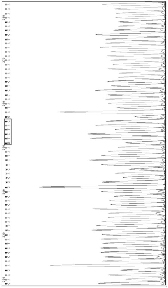 Application of a nucleic acid molecule