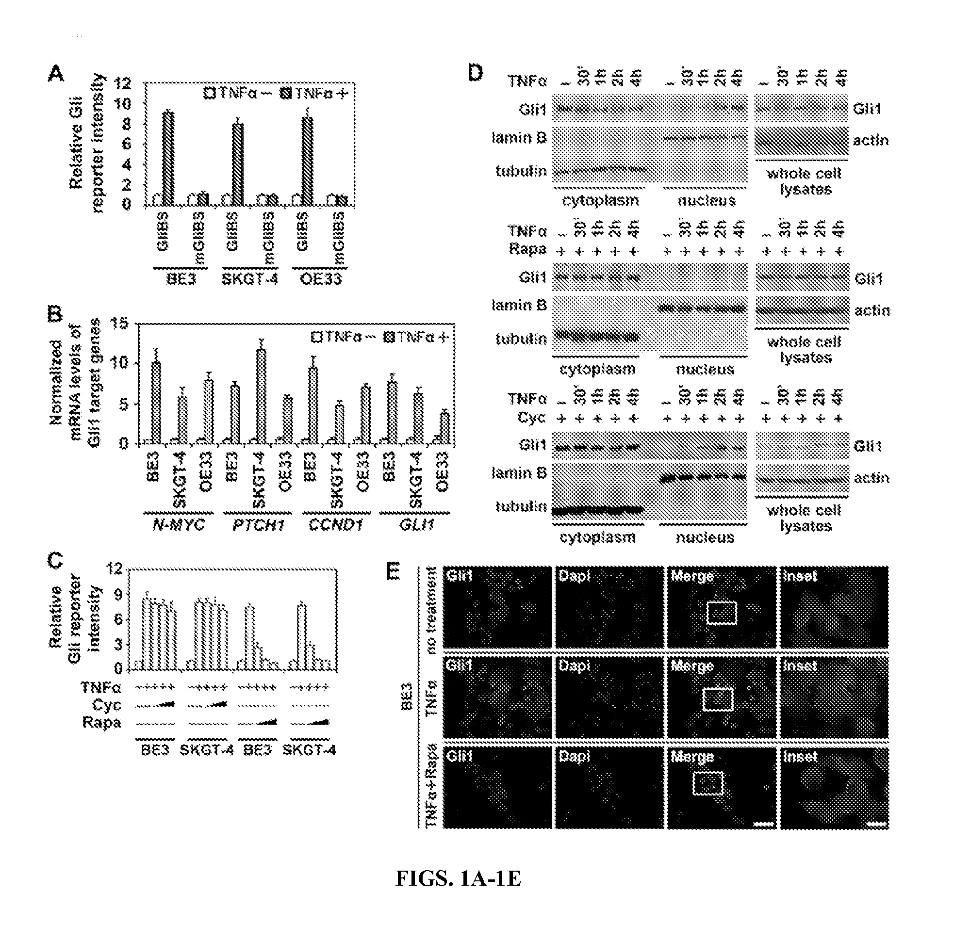 Personalized medicine for the prediction of therapy targeting the hedgehog pathway