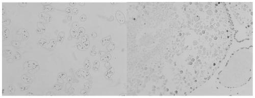 Method suitable for in-situ hybridization of cherax quadricariratus gonadal tissue mRNA paraffin section