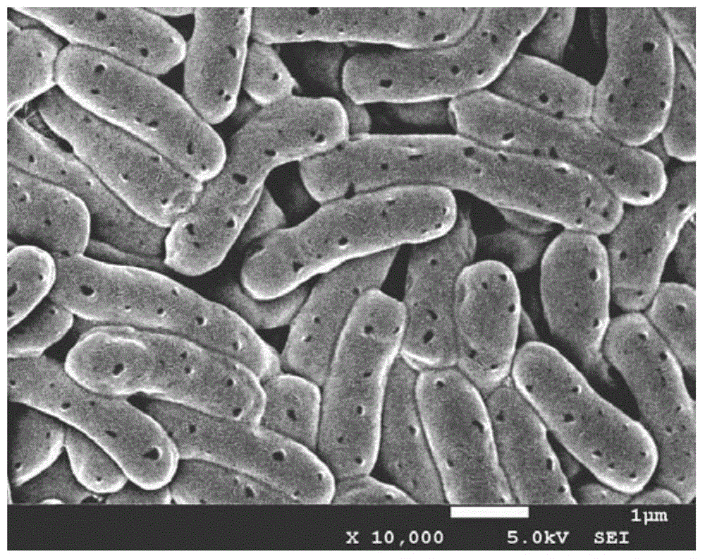 Methylobacterium capable of degrading chlorohydrocarbon and applications thereof