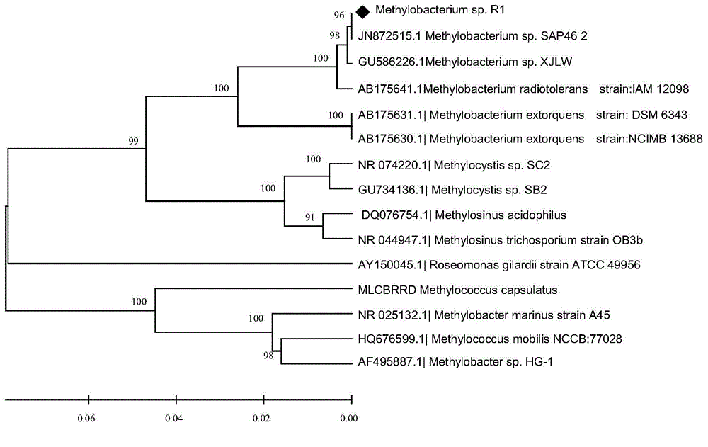 Methylobacterium capable of degrading chlorohydrocarbon and applications thereof