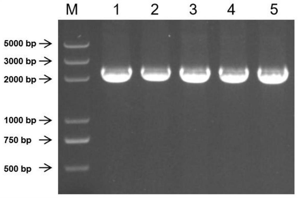 Klebsiella pneumoniae phage P560, phage depolymerizing enzyme Depo43 and application