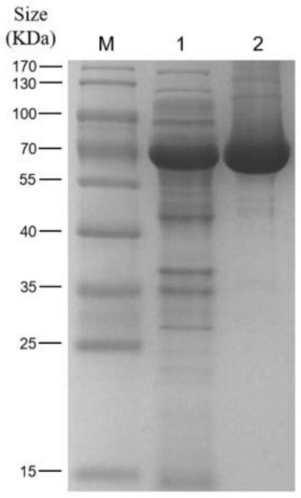 Klebsiella pneumoniae phage P560, phage depolymerizing enzyme Depo43 and application