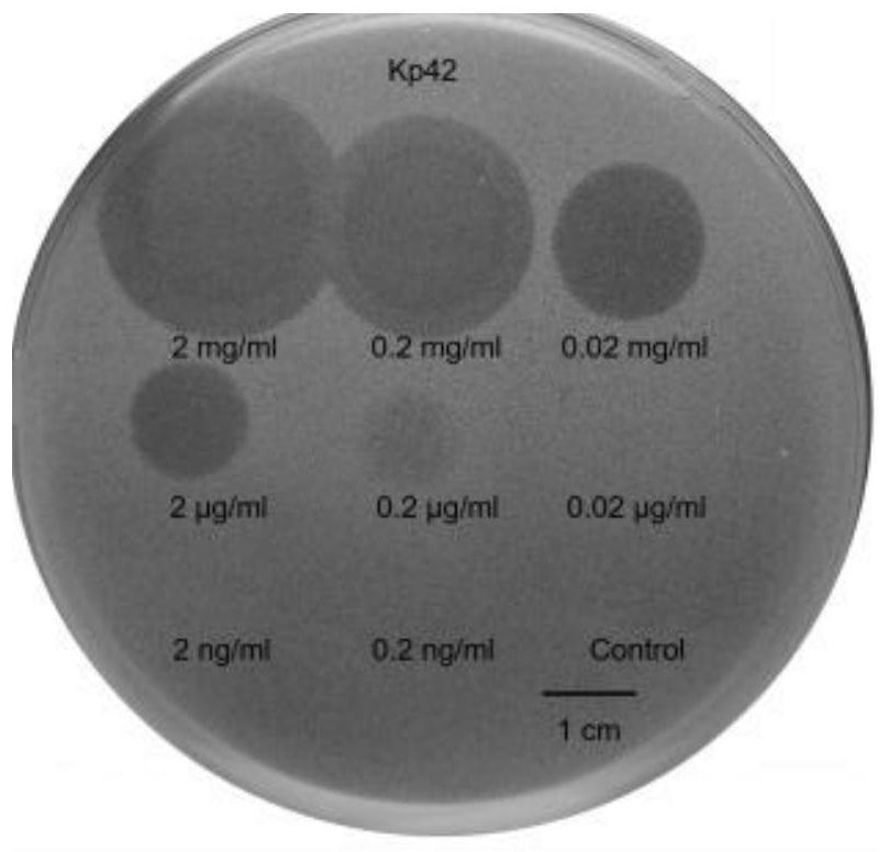 Klebsiella pneumoniae phage P560, phage depolymerizing enzyme Depo43 and application