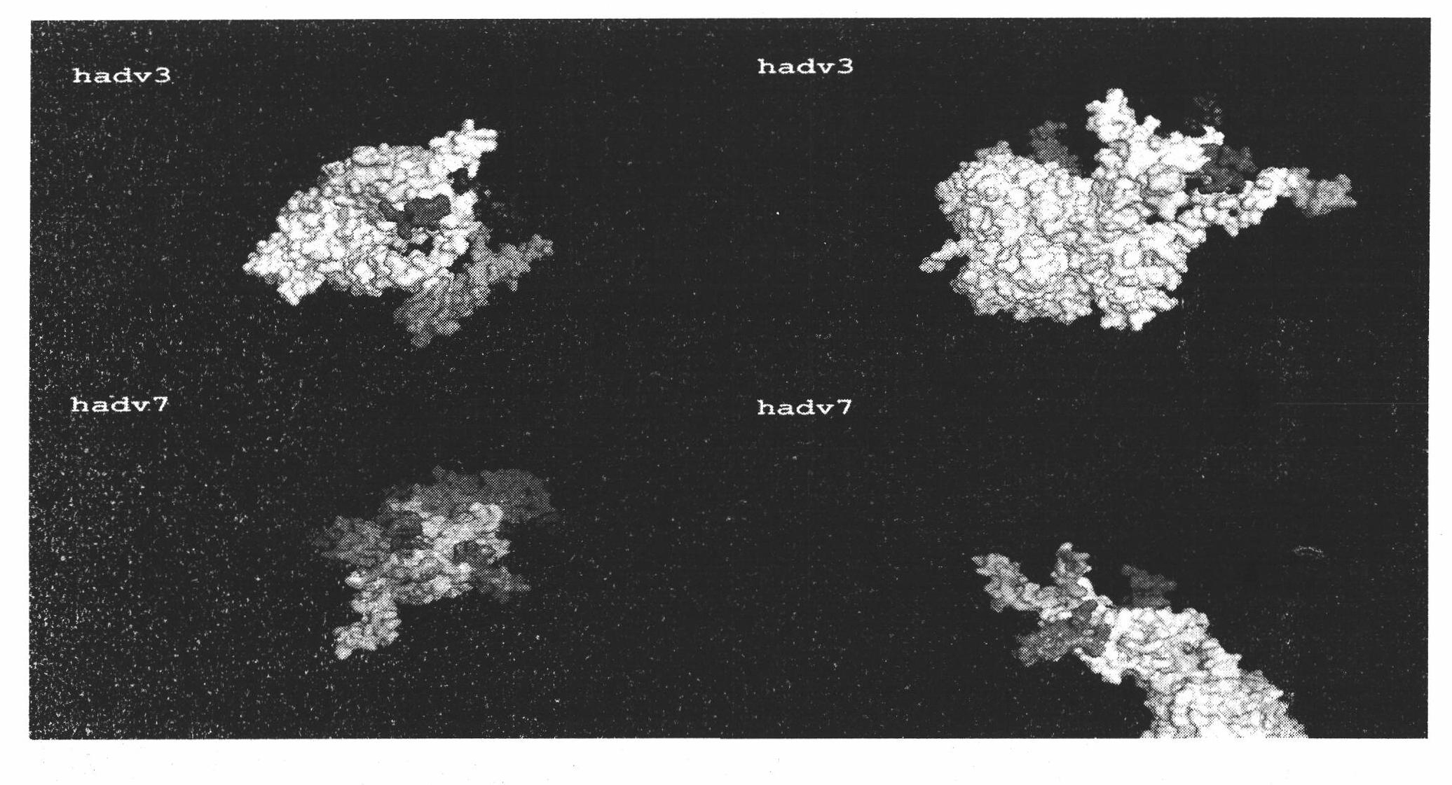 Neutralizing epitope of human adenovirus type 3 (HAdV-3) and type 7 (HAdV-7) and application thereof