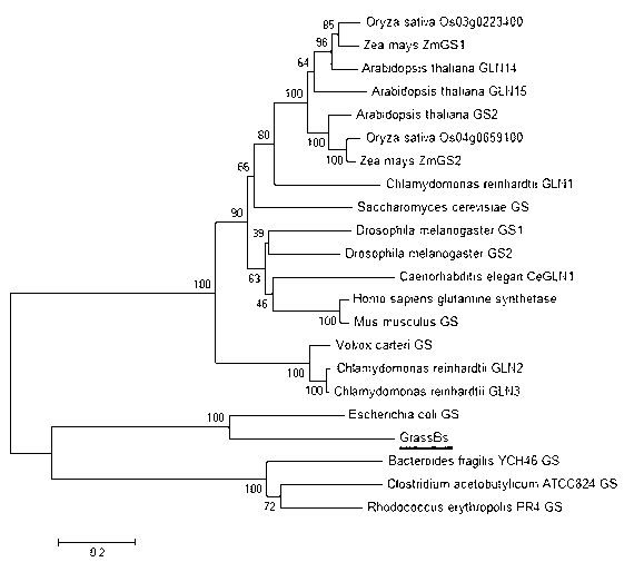 Bacillus subtilis glutamine synthetase gene as well as encoding protein and cloning method thereof